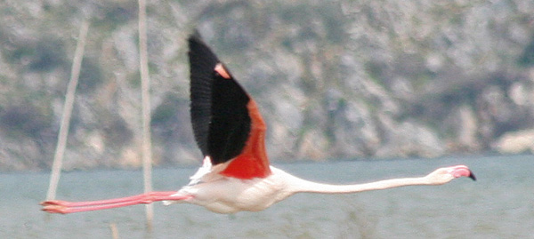 Greater Flamingo - (Phoenicopterus ruber)